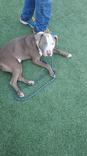 Pet boarding service West Los Angeles Animal Shelter Los Angeles
