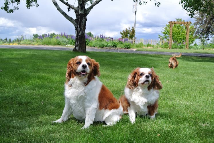 Pet boarding service West Wind Kennels Spokane
