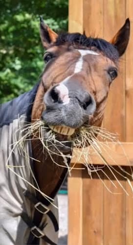 Pet boarding service Western Star Stables Hesperia
