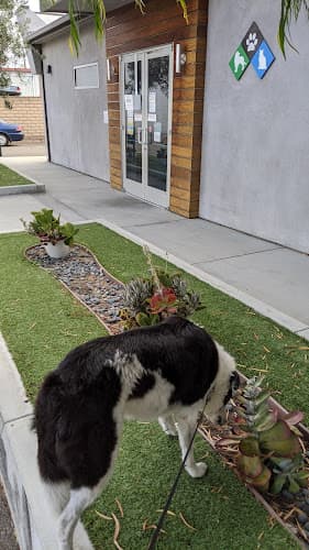 Pet boarding service Western Veterinary Group Torrance