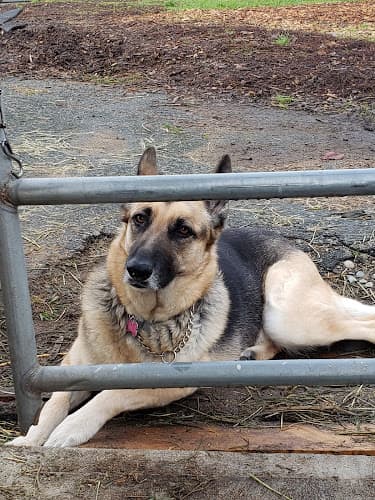 Pet boarding service Westside German Shepherd Rescue of Los Angeles Los Angeles