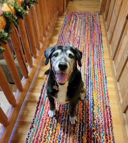 Pet boarding service WetFur Gresham