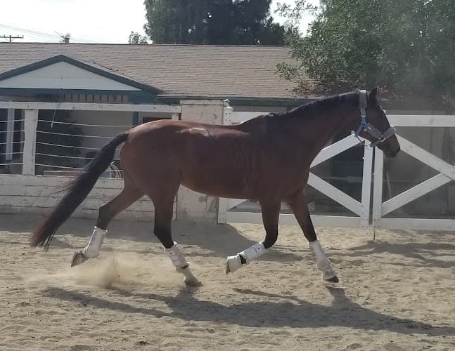 Pet boarding service Whispering Willow Glendale