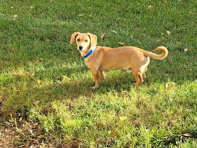 Pet boarding service Wilco Farm Store Yakima