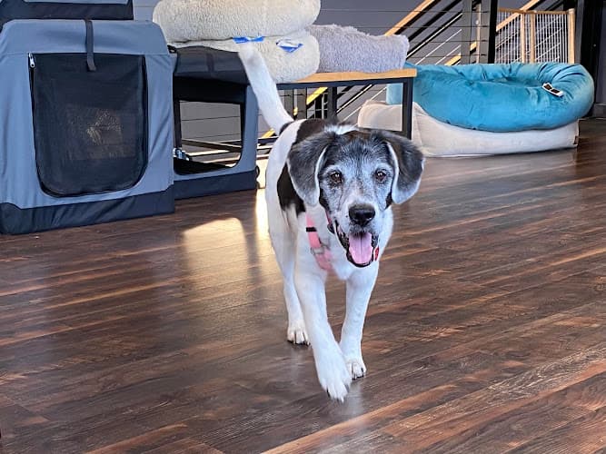 Pet boarding service WILD Pet Provisions Portland