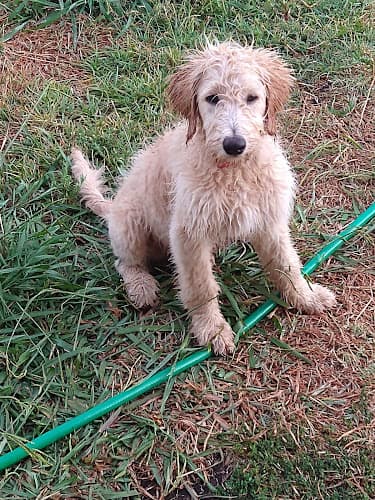 Pet boarding service Wild West Feed Pets and Supplies Sacramento