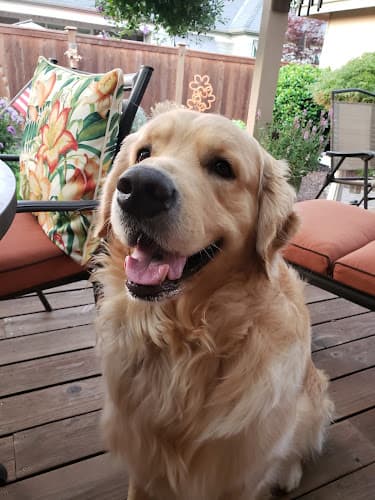 Pet boarding service Willakenzie Animal Clinic Eugene