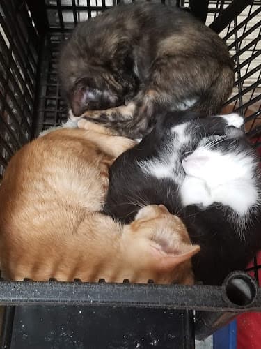 Pet boarding service Your Basic Bird Berkeley