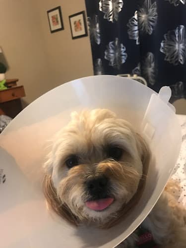 Pet vet Affordable Animal Emergency Clinic Kent