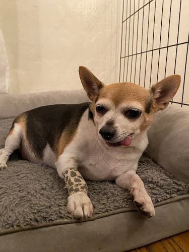 Pet vet Affordable Animal Hospital: Eagle Rock Glendale