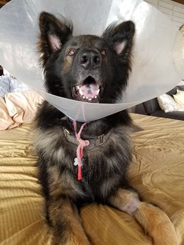 Pet vet Affordable Animal Hospital Whittier Fullerton
