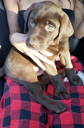 Pet vet Affordable Pet Vet Clinic Tracy