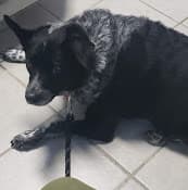 Pet vet Algona Animal Hospital Tacoma