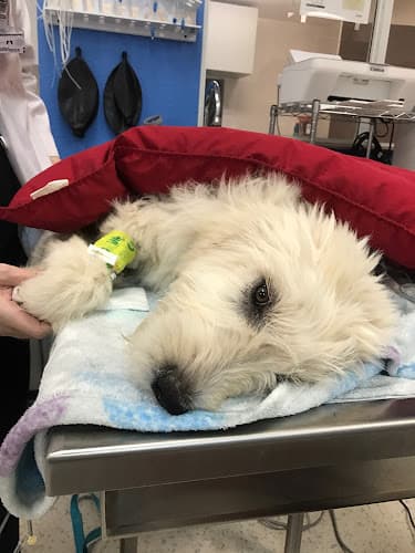 Pet vet All 4 Paws Veterinary Hospital Richmond