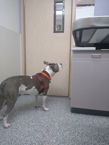 Pet vet Auburn South Veterinary Hospital Kent