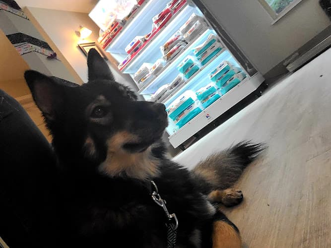 Pet vet Auburn Valley Animal Clinic Kent