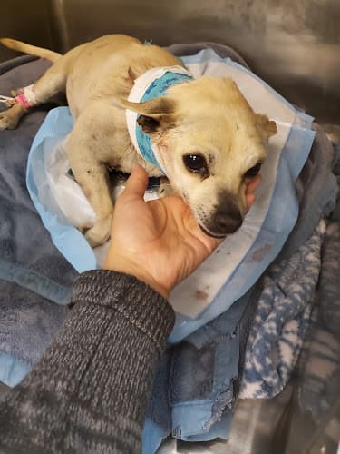 Pet vet AV Veterinary Center Lancaster