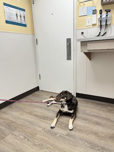 Pet vet Chester Valley Veterinary Hospital Anchorage