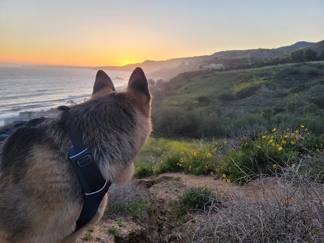 Pet vet Cozycroft Pet Hospital Simi Valley