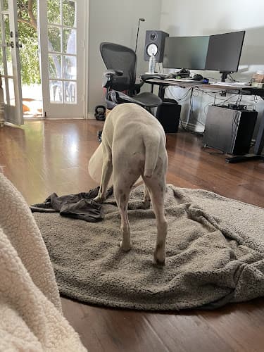 Pet vet Crescenta Canada Pet Hospital Glendale