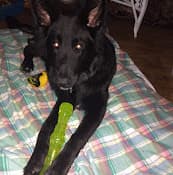 Pet vet Dr. Anthony Brown Tacoma