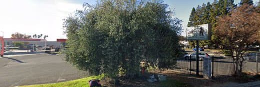 Pet vet Dr. Julie Cole Fairfield