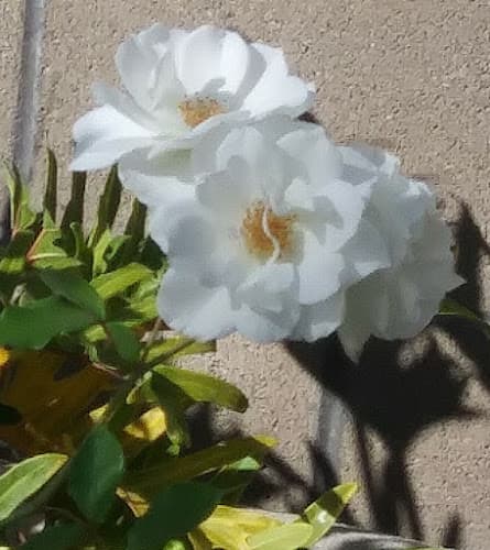 Pet vet Eagle Rock Animal Emergency Glendale