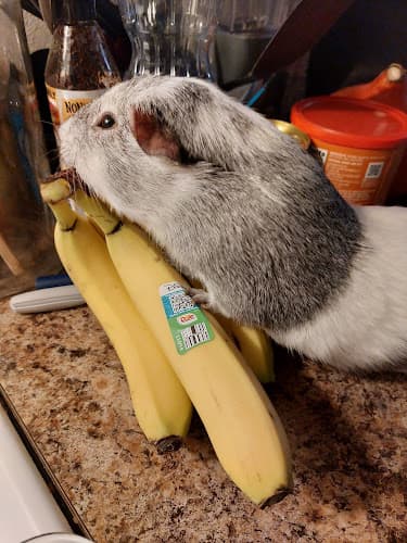 Pet vet Evergreen Avian and Exotic Animal Hospital Tacoma