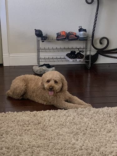 Pet vet Fairfield Animal Hospital Fairfield