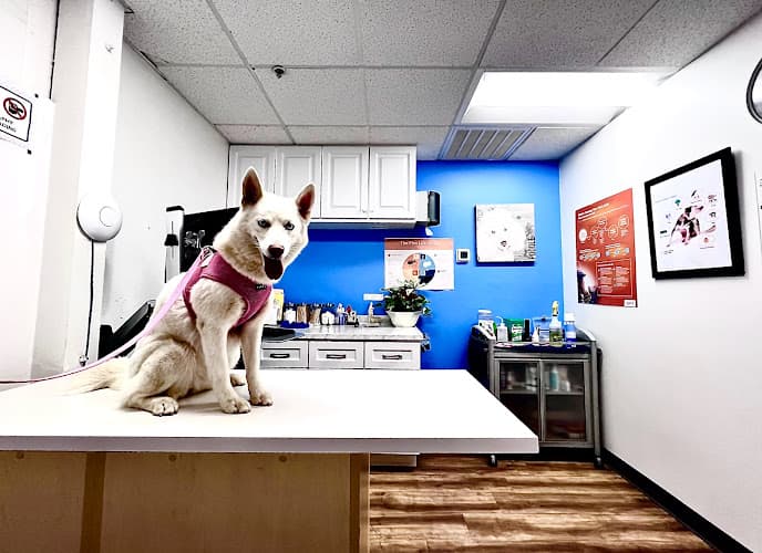 Pet vet Foothill Vet Clinic Burbank