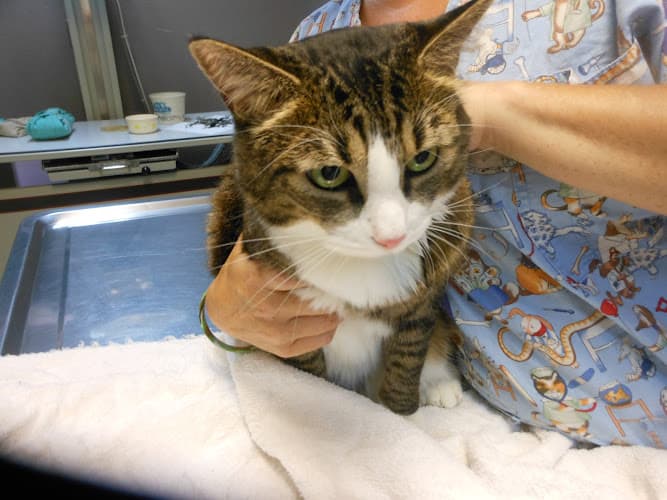Pet vet Forest Hill Veterinary Hospital Kent