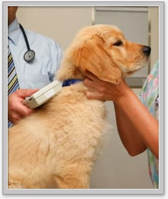 Pet vet Good Neighbor Vet-Auburn Kent