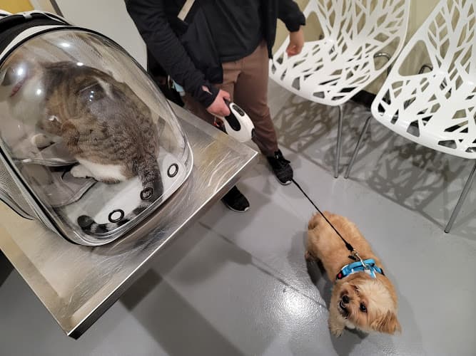 Pet vet Grand Park Animal Hospital Los Angeles