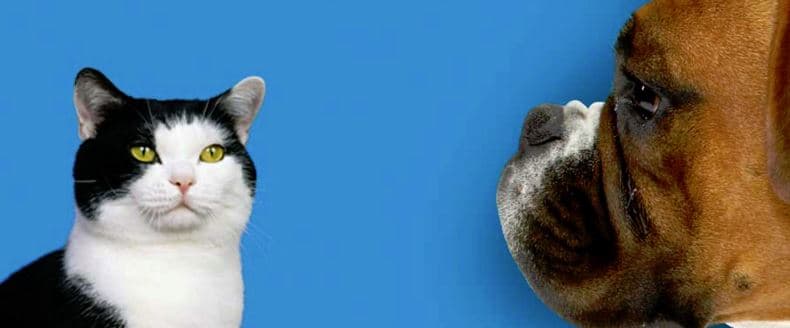 Pet vet Grantline Veterinary Hospital Tracy