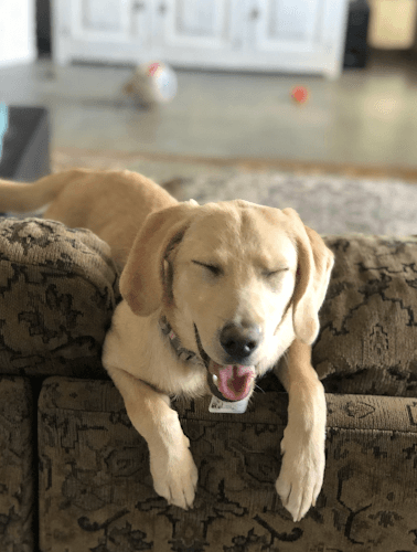 Pet vet Gregg Animal Hospital Inc Fullerton