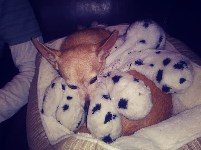 Pet vet Holistic Health Care for Pets Spokane