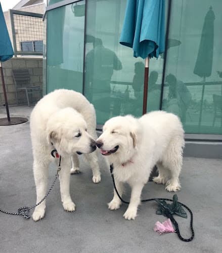 Pet vet La Costa Animal Hospital Oceanside