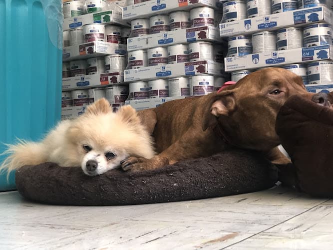 Pet vet Melrose La Brea Animal Hospital Los Angeles