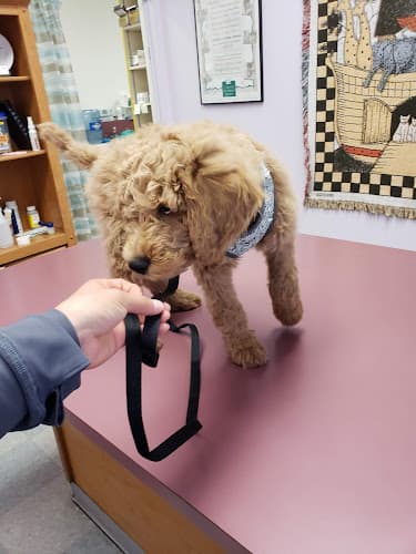 Pet vet Mission Vet Clinic and Birth Control Center Kent