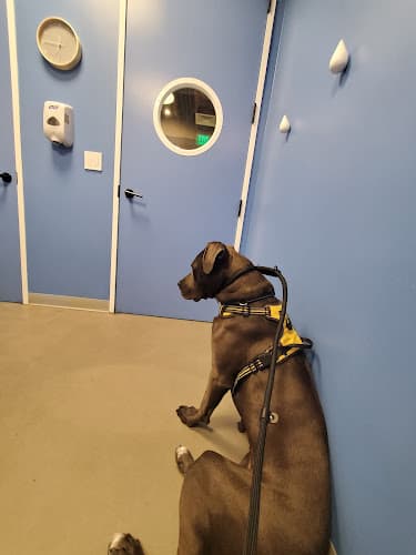 Pet vet Modern Animal Los Angeles