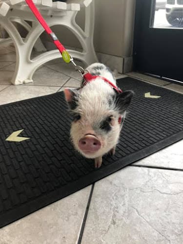 Pet vet Newbury Park Veterinary Clinic: Canan Richard T DVM Thousand Oaks