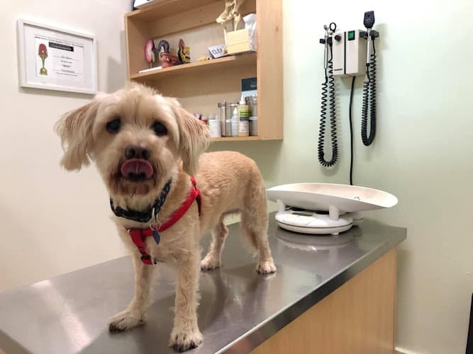 Pet vet Olympic Pet Hospital Los Angeles