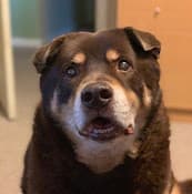 Pet vet Orchards Veterinary Clinic: Braun Ryan DVM Vancouver