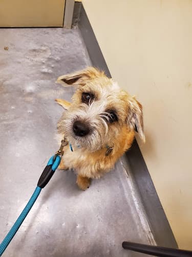 Pet vet Quail Animal Hospital Orange