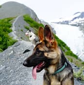 Pet vet Ravenwood Veterinary Clinic Pc: Whiton Susan DVM Anchorage