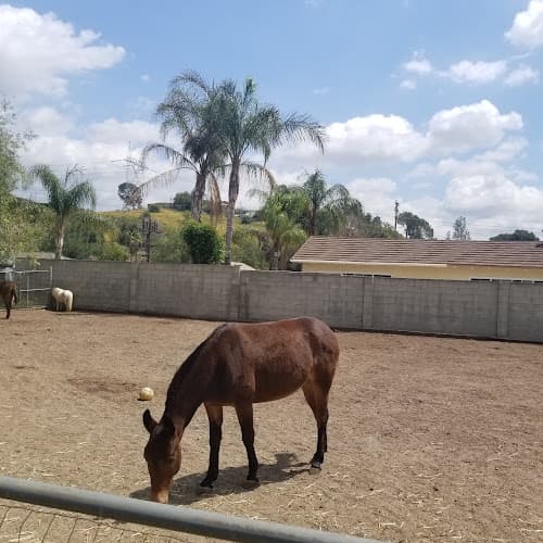 Pet vet Red Rowan : Dr. Megan Bamford Burbank