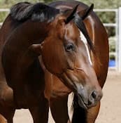 Pet vet San Dieguito Equine Group San Marcos