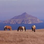 Pet vet Santa Barbara Equine Practice, Karen Blumenshine DVM Santa Barbara