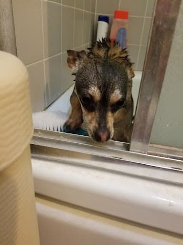 Pet vet Solano County Animal Care Fairfield