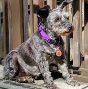 Pet vet Southside Animal Hospital: Schmidt Karin E DVM Anchorage